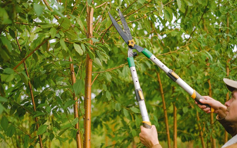 Tree trimming in Bensenville, IL
